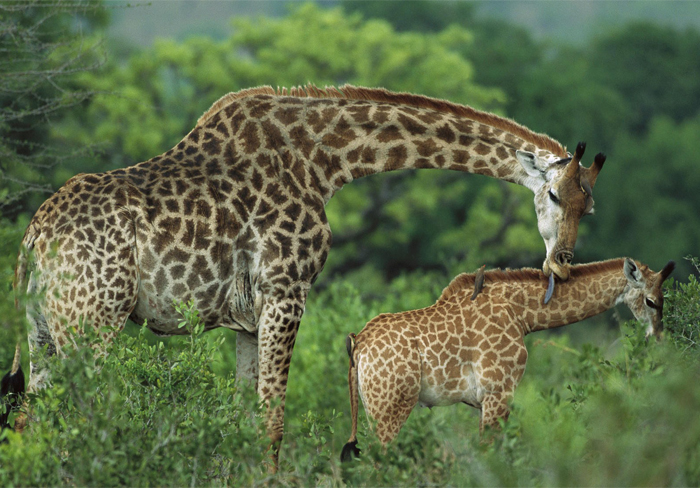 kanha bandhavgarh tour